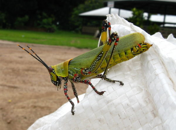 Pretty grasshopper