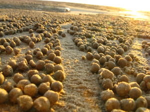 Close up of sand balls!