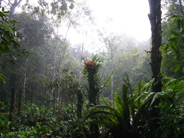 Rainforest in Mount Kinabalu Park