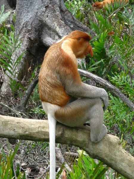 Probiscis monkey sulking