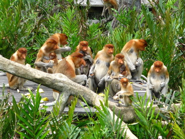 Lots of probiscis monkeys!