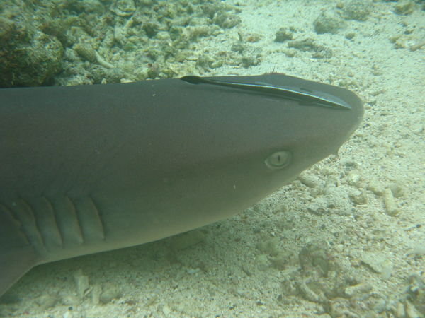 White-Tip Reef Shark