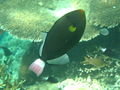 Pink Tailed Triggerfish