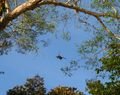 Jumping Proboscis Monkey