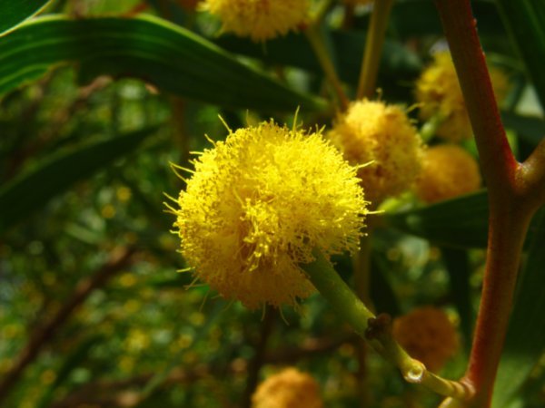 Wattle Tree Flowers