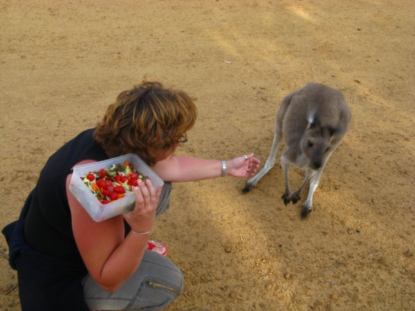 Cheeky Kangaroo