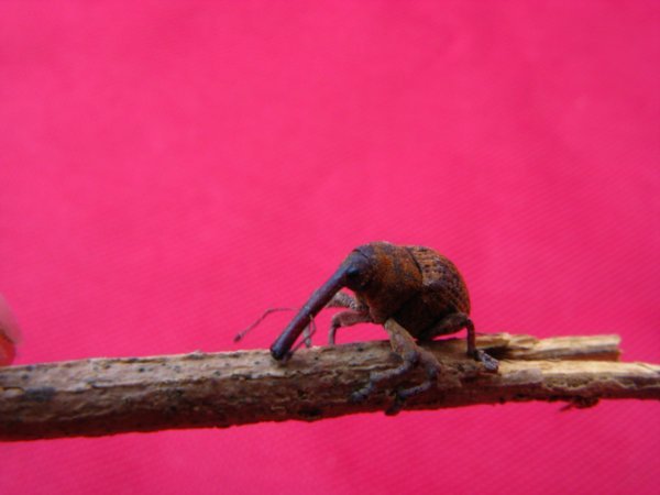 The Ant Eater of the Bug World??
