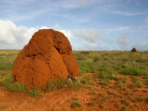 Termite Hills