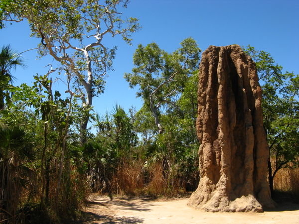 Cathedral termite hill 