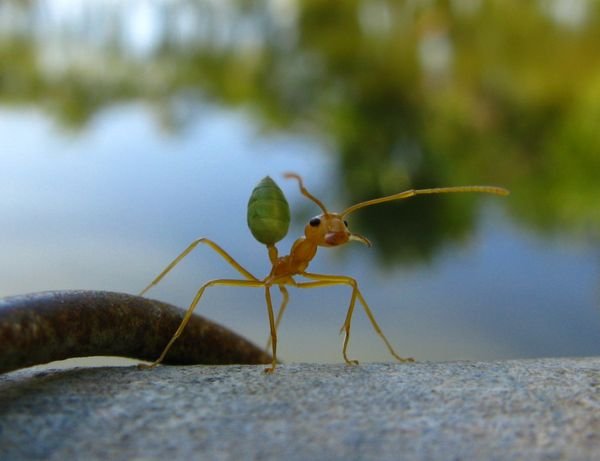 cute ant