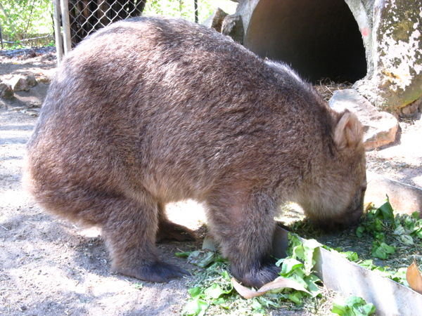 Wombat!!