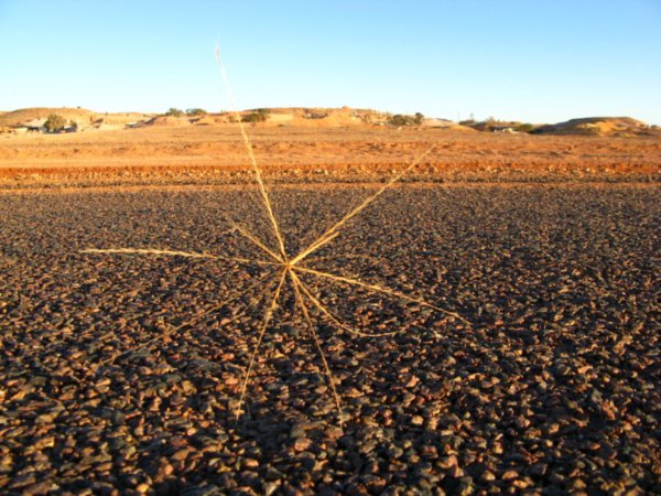 Tumbleweed!