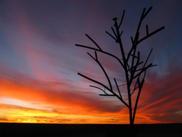 The first tree in Coober Pedy!