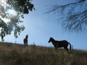 Horses at Victoria Falls