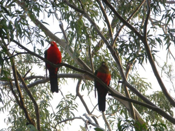 King Parrot Couple