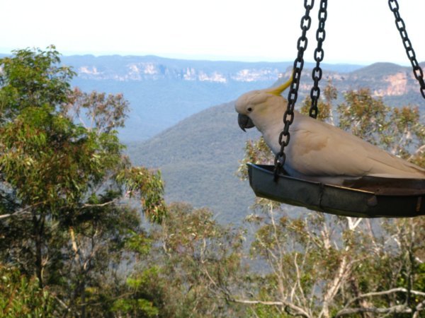 Cockatoo with a view