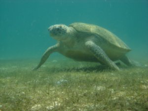 Fantastic picture of a turtle