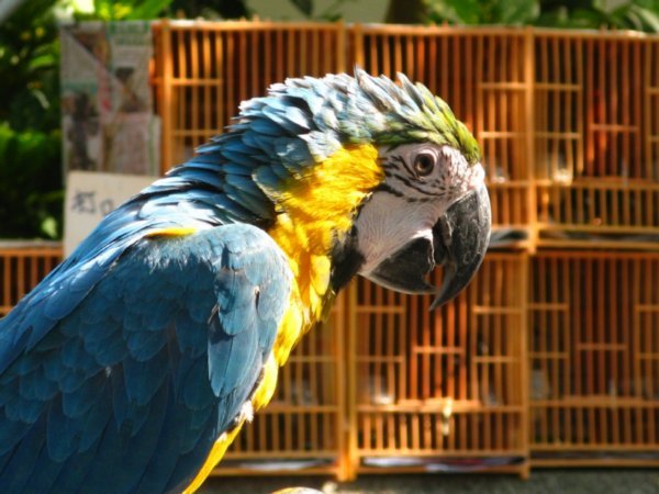 Macaw at Yuen Po Street Bird Garden