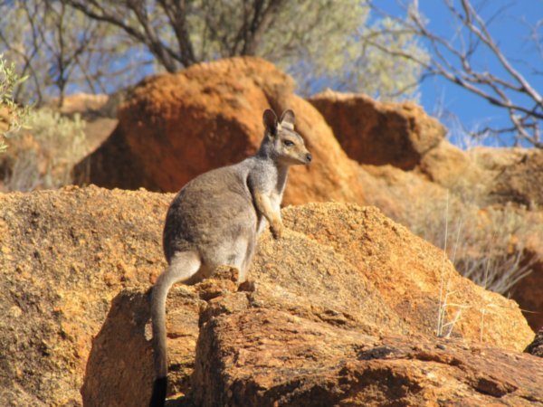 Black-Footed Rock Wallaby
