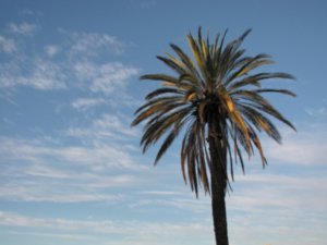 Palm tree in the town centre