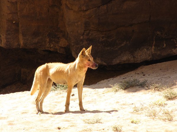 Dingo at Ormiston Gorge