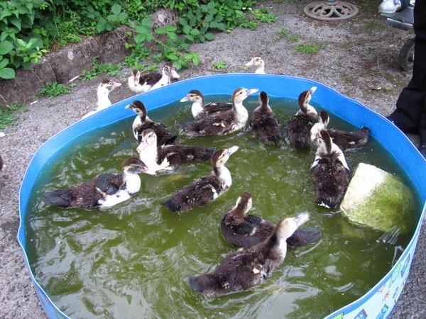 Ducklings first swimming lesson!