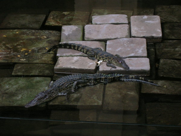 croc 