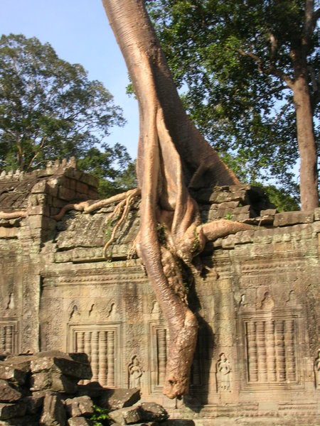 Elephant trunk root