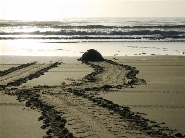 Turtle on her way back after laying eggs
