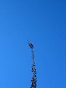 Tall plant thing