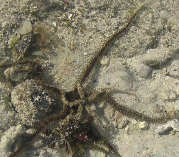 Strange starfish with long 'hairy' tentacles 