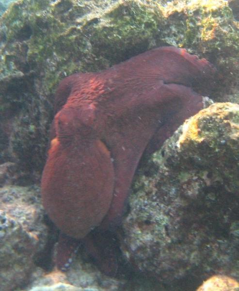 Big Red Octopus