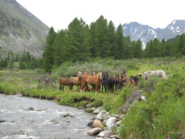 Horses near Akchan River