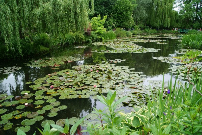 Water Pond with Lilies