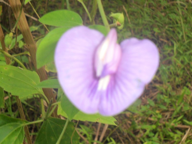 Clitoria