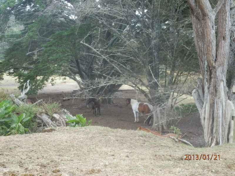 Pakiri Horses