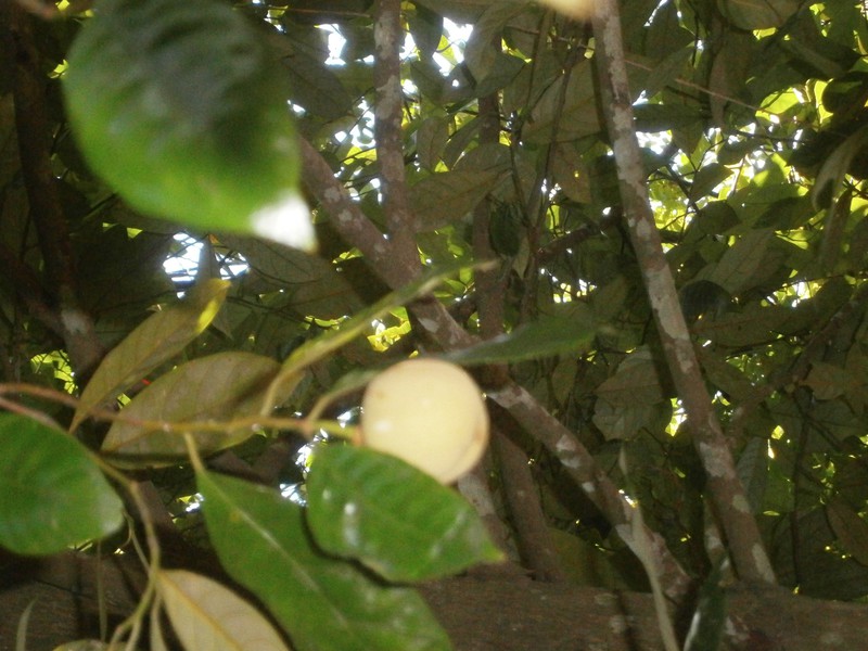 Fruit bearing nutmeg and mace