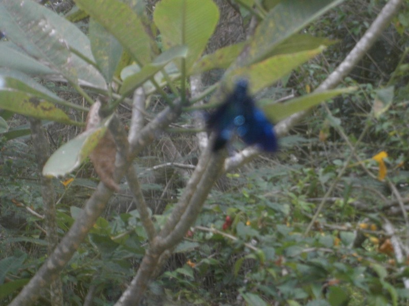 Irridescent blue beetle through my window pane