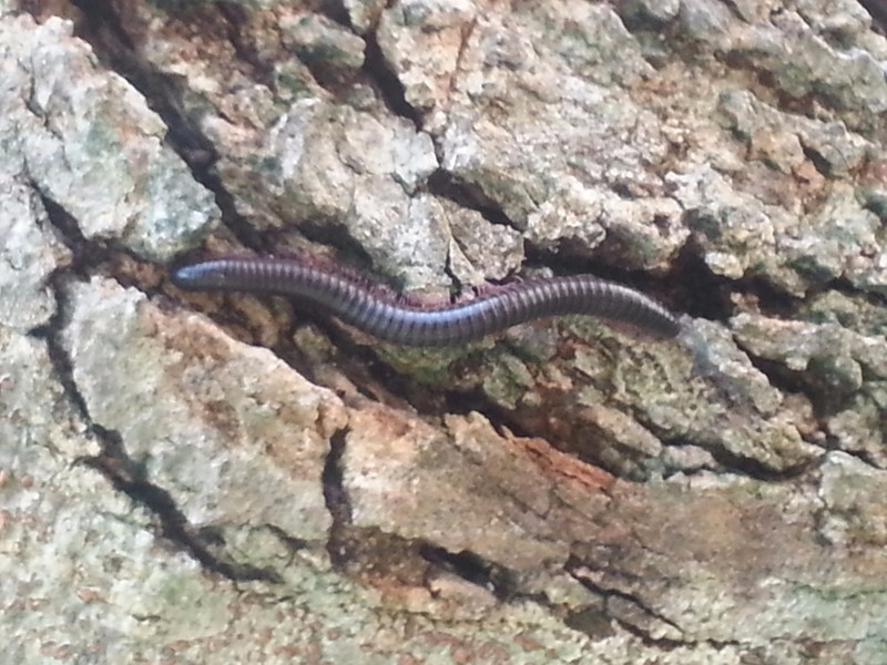Its the Millipede, Man