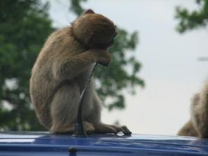 Monkey eating car