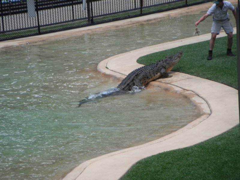 Croc Feeding