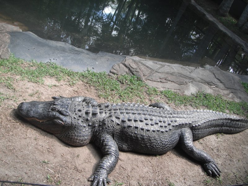 Massive Croc