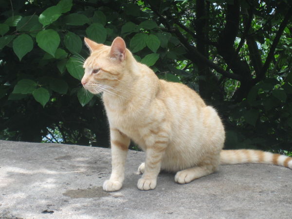 our friend the stray cat