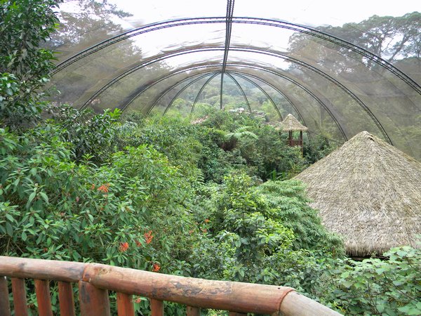 treetop view of the Aviary