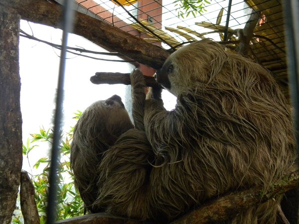 Adorable three toed sloths!
