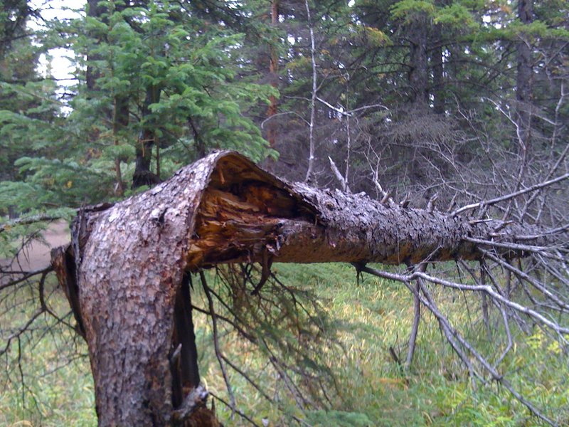 Poor old tree