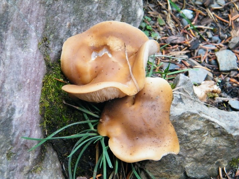 Canadian magic mushrooms