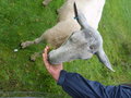 Sheep are friendly...