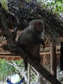 One of the 5 monkeys on Monkey Island...