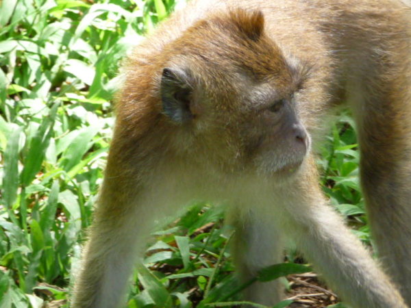 Monkey's at 'orphaned monkey temple'